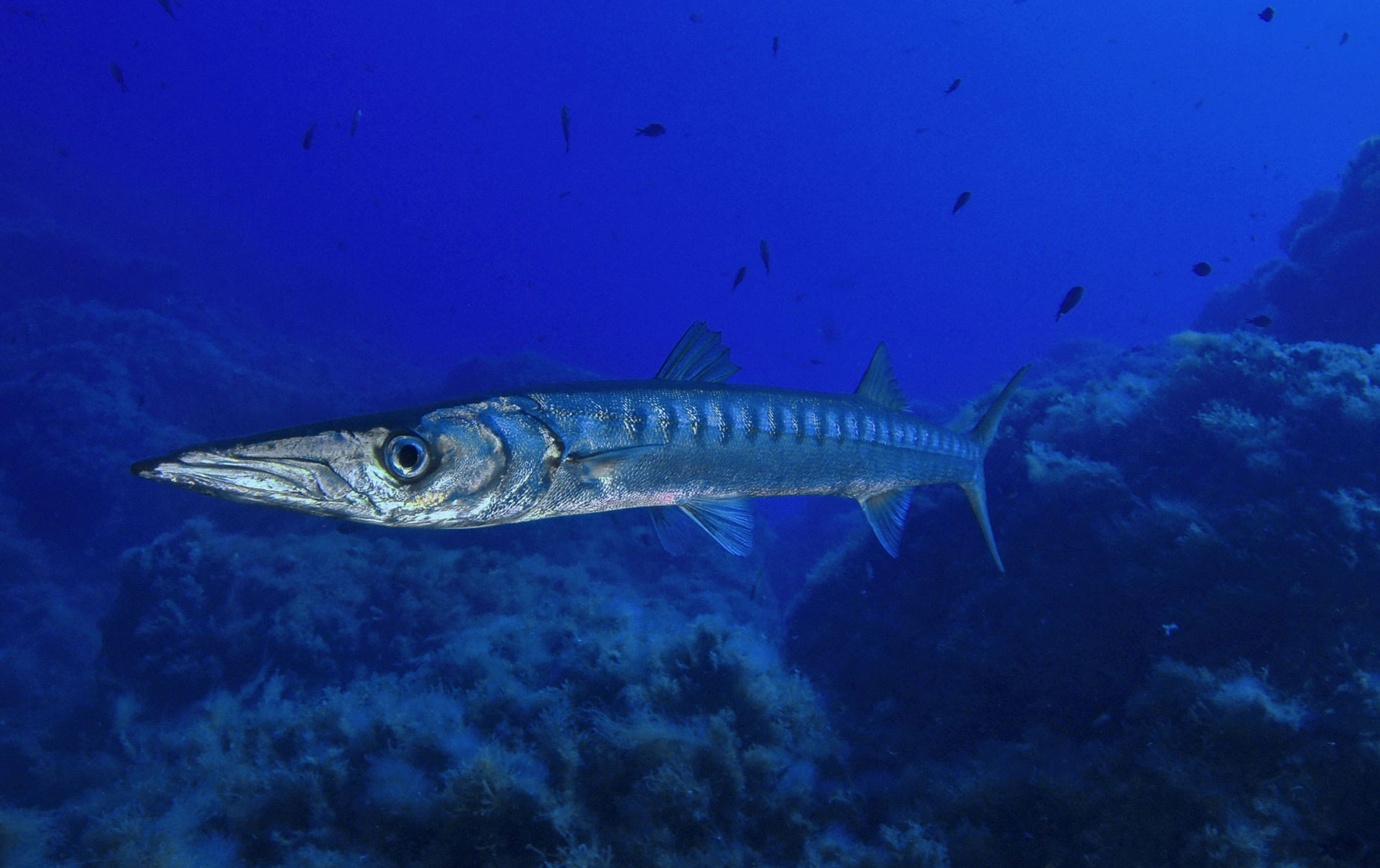 Barracuda