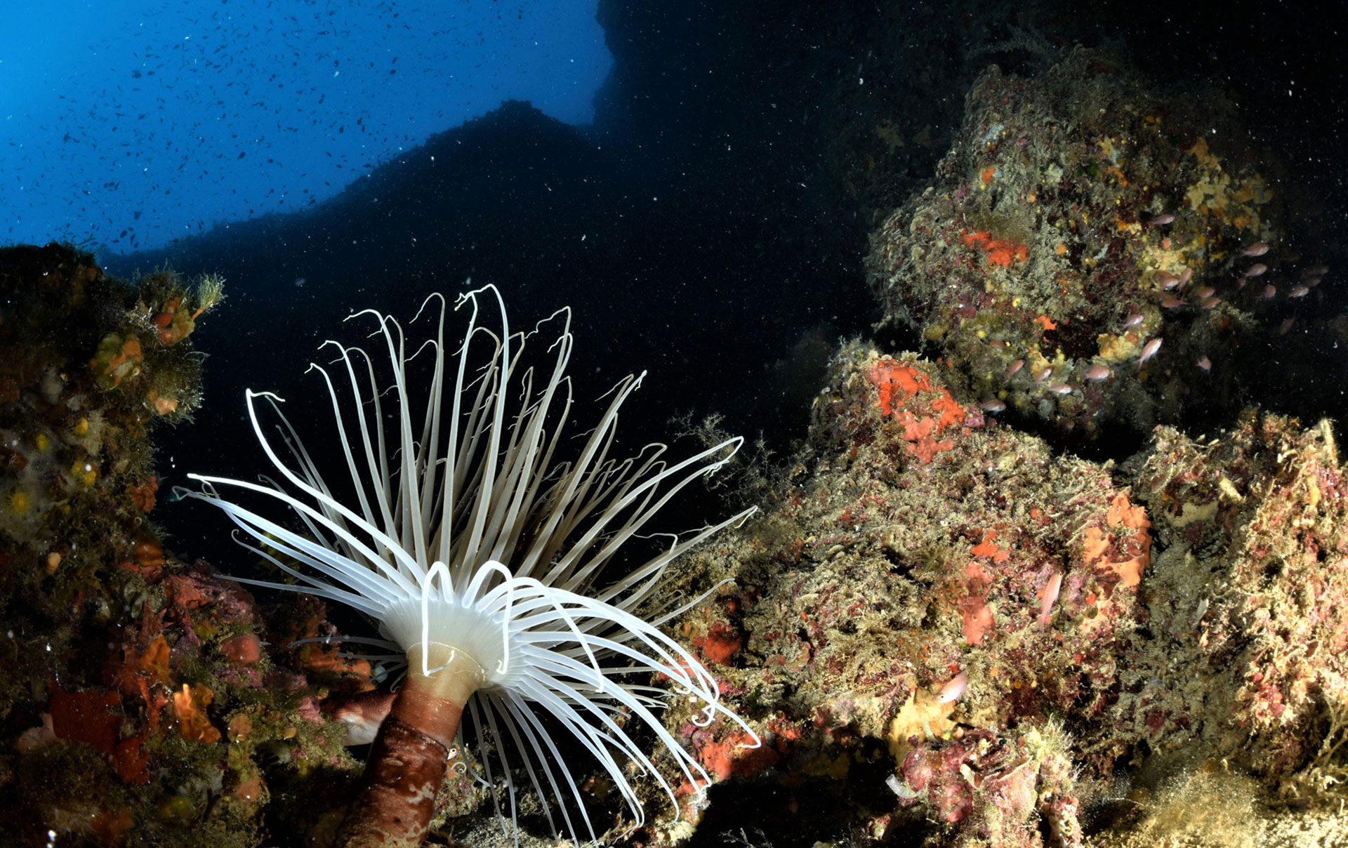 ANEMONE TUBOLARE