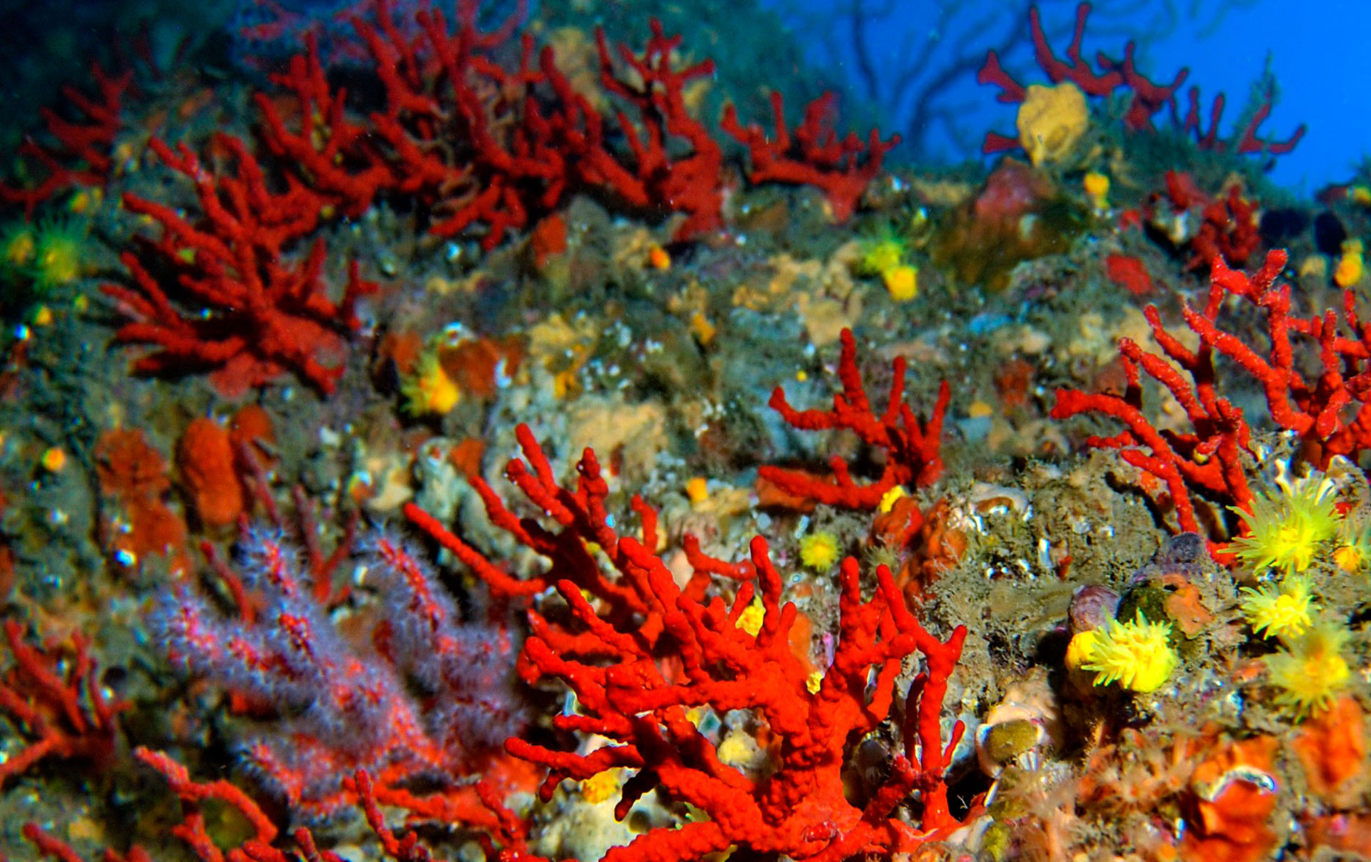 Corallo Rosso