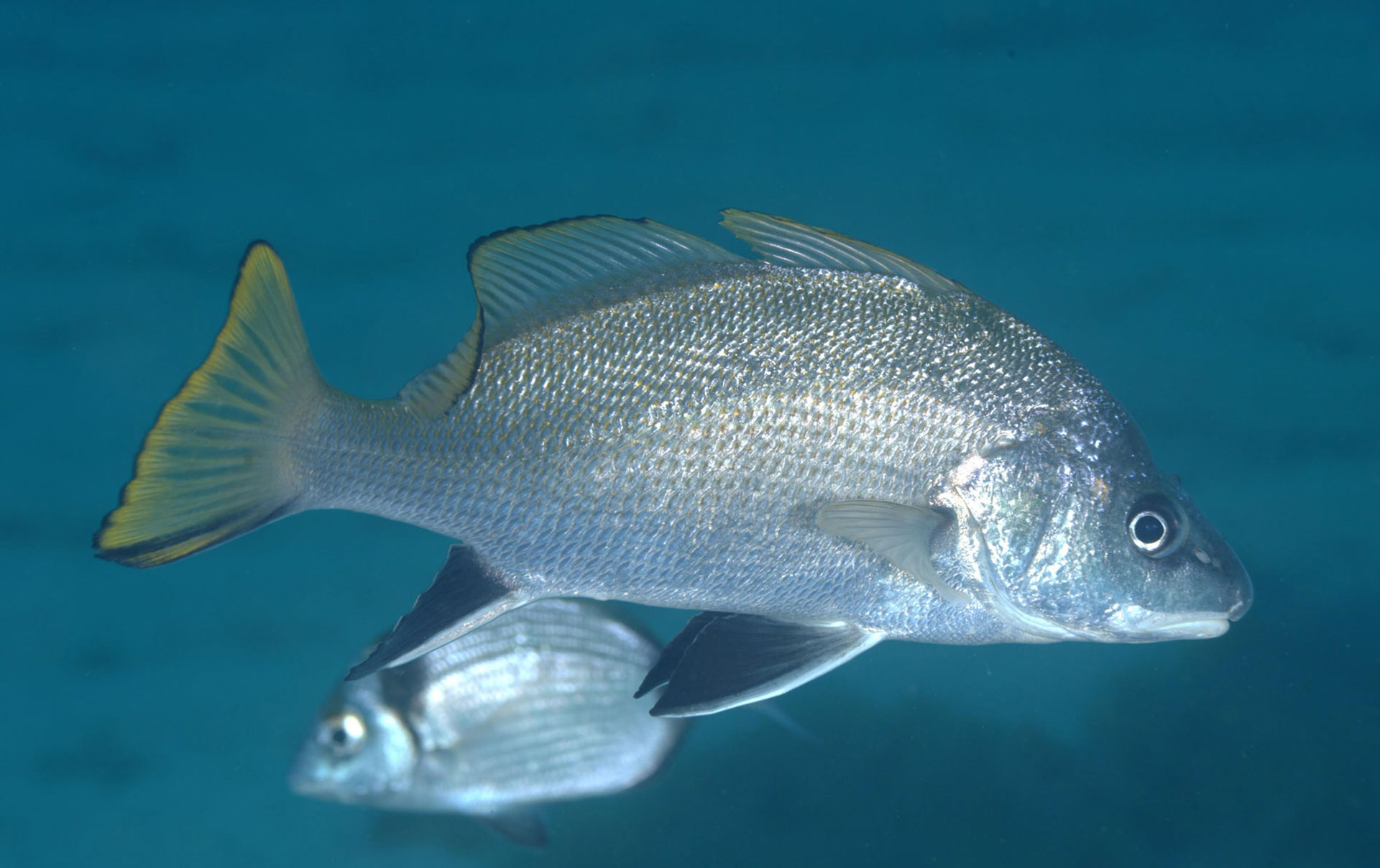 Corvina