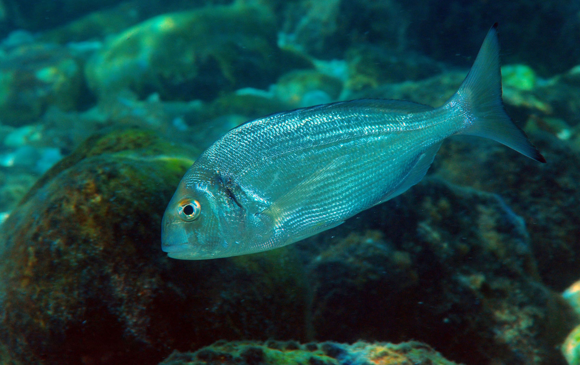 Orata