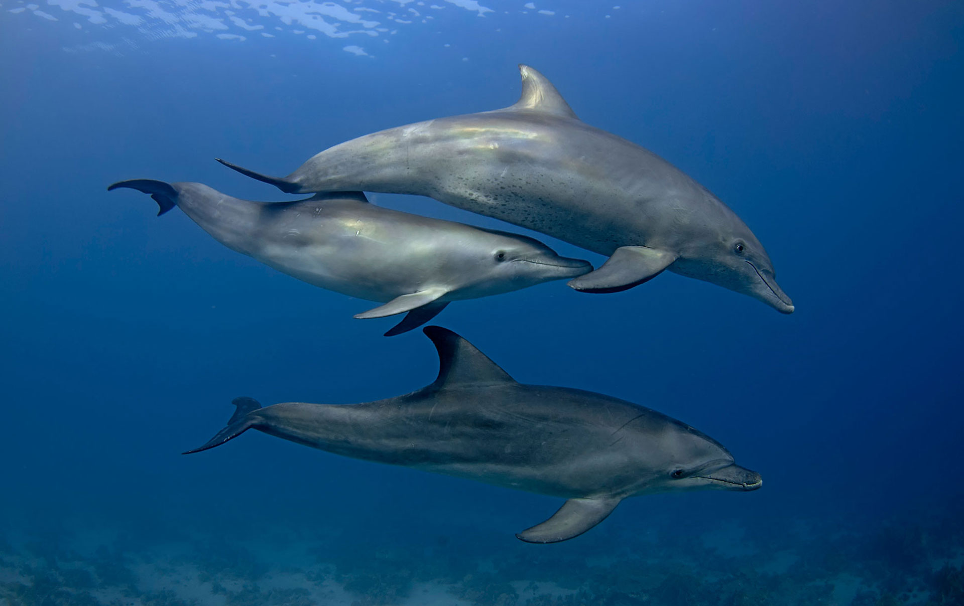 Delfino Tursiope 