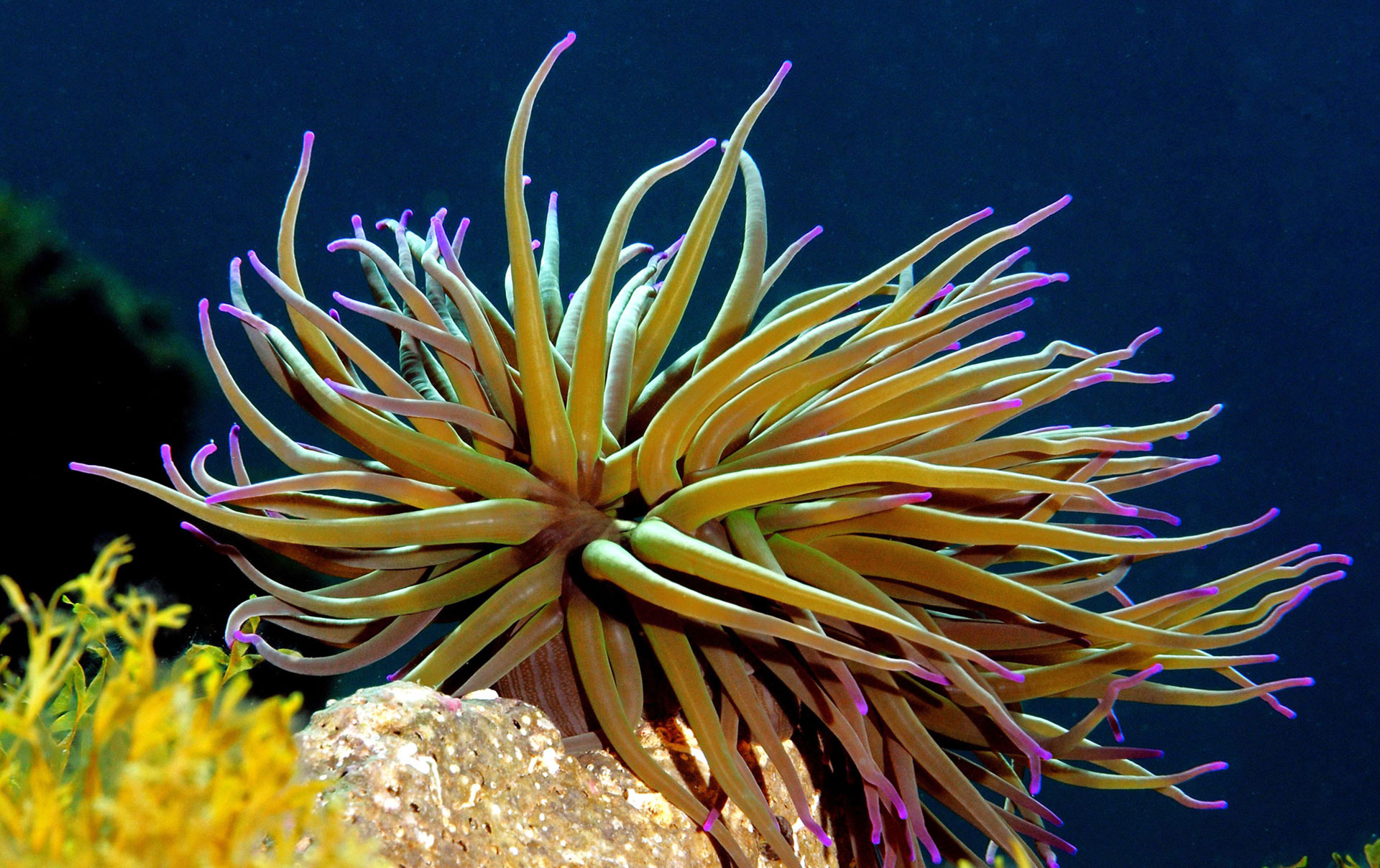 Anemone di Mare