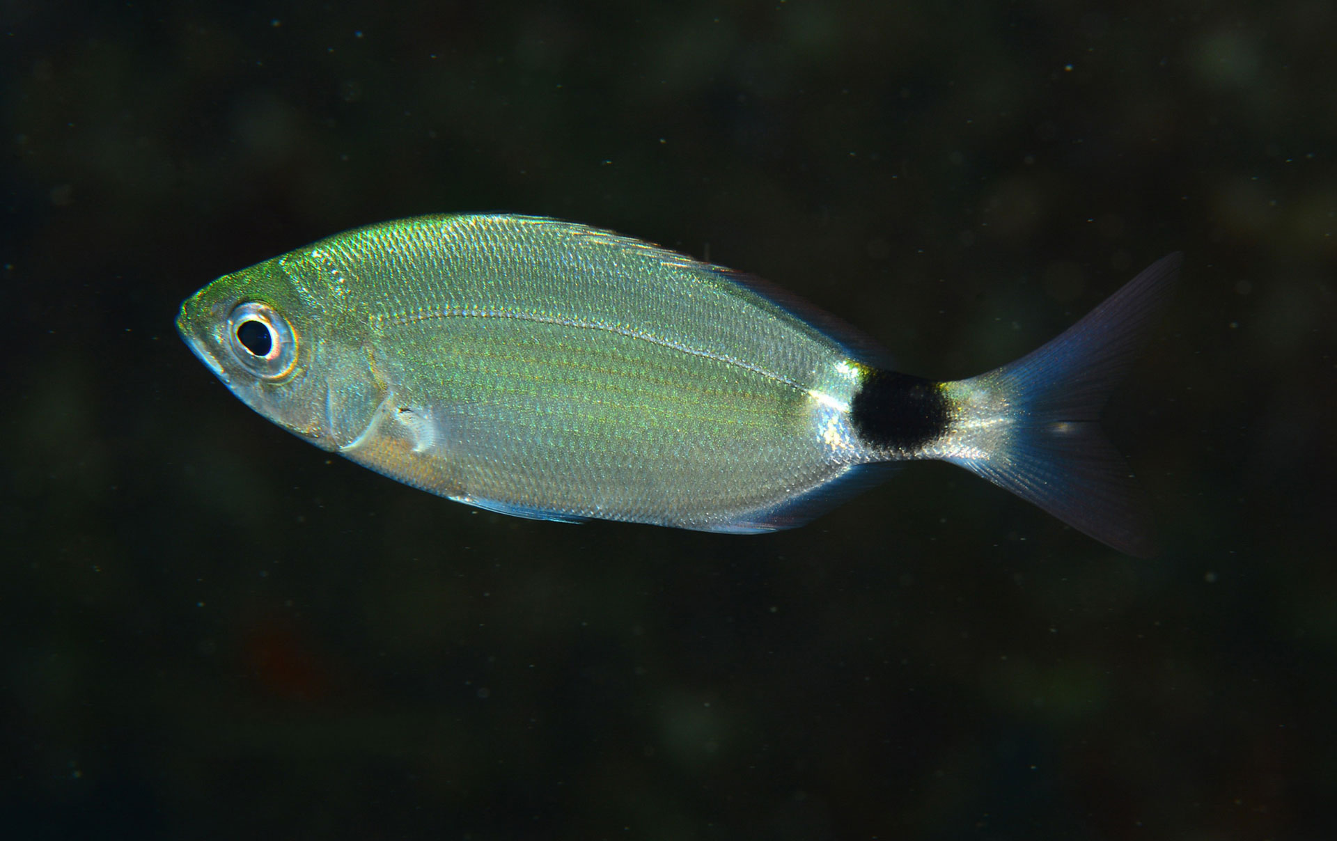 Occhiata