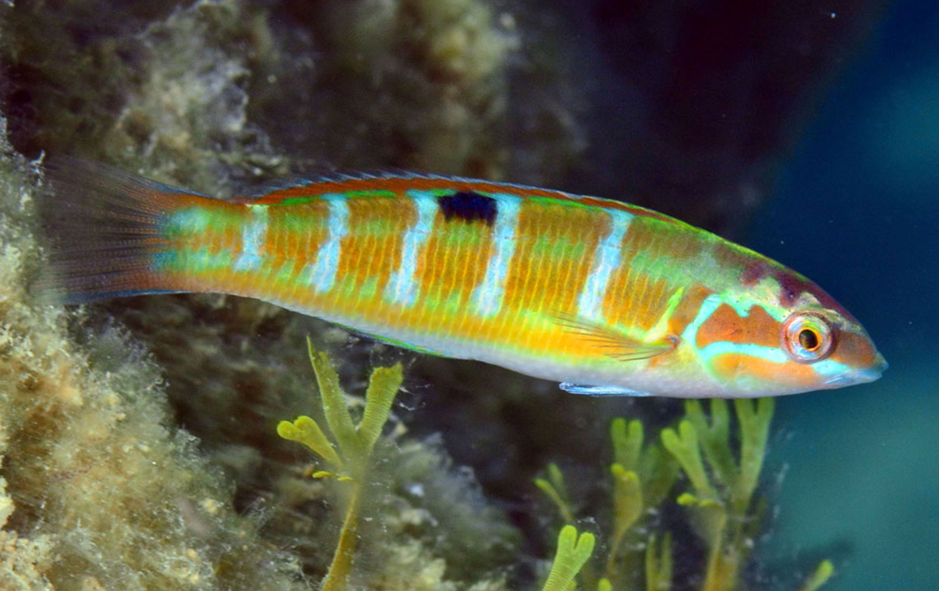 Donzella Pavonina 
