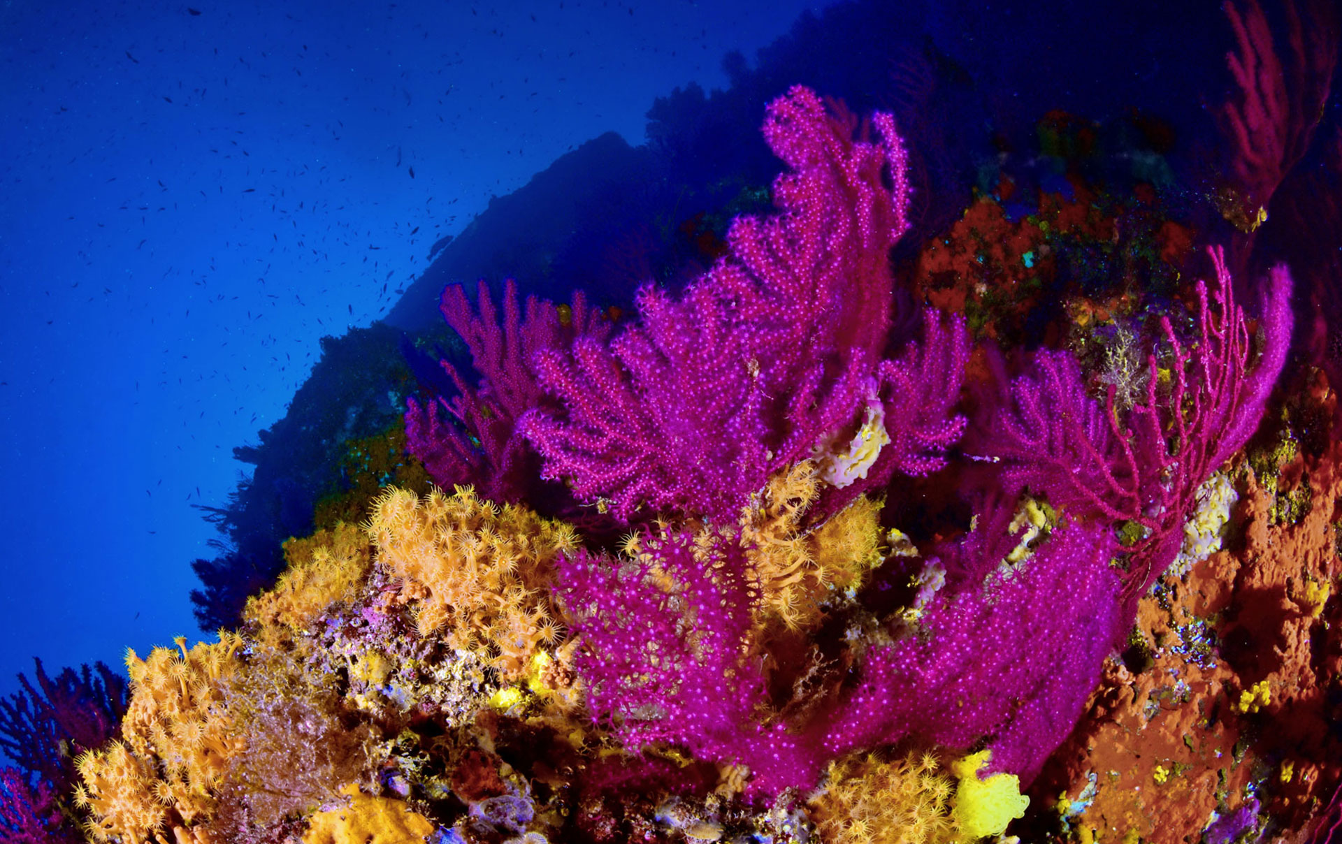 Gorgonia Rossa