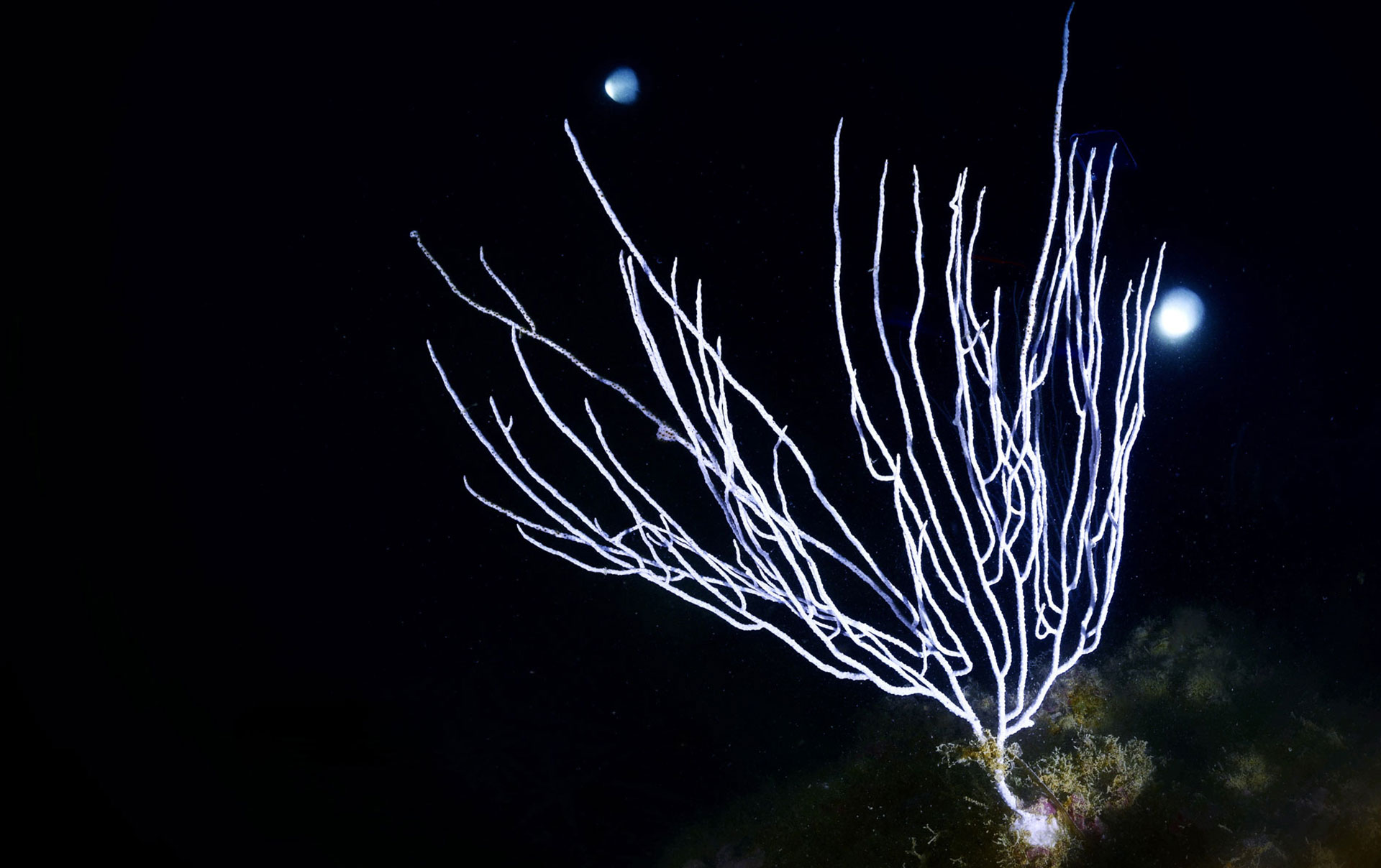 Gorgonia Bianca Singularis
