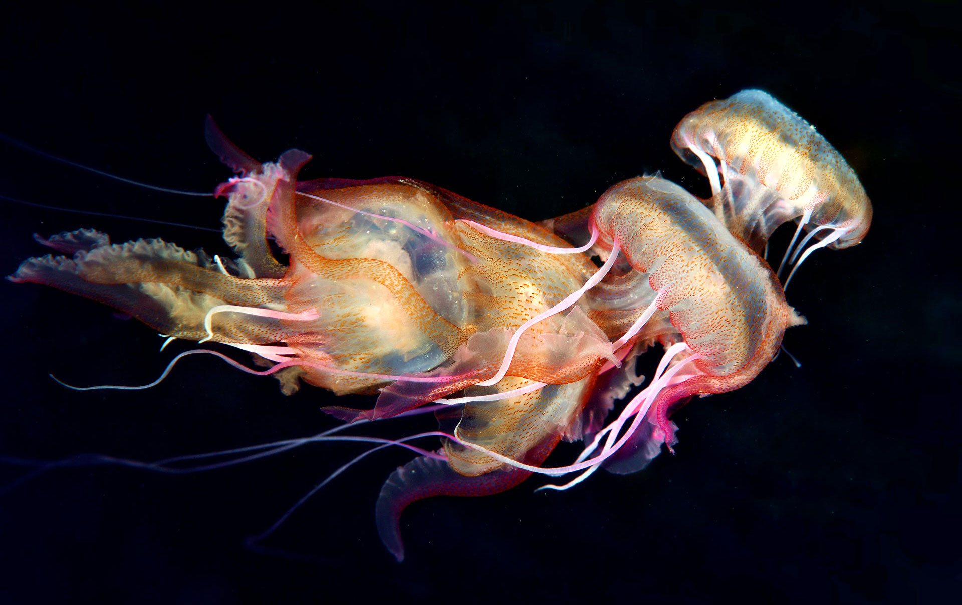 Medusa Luminosa
