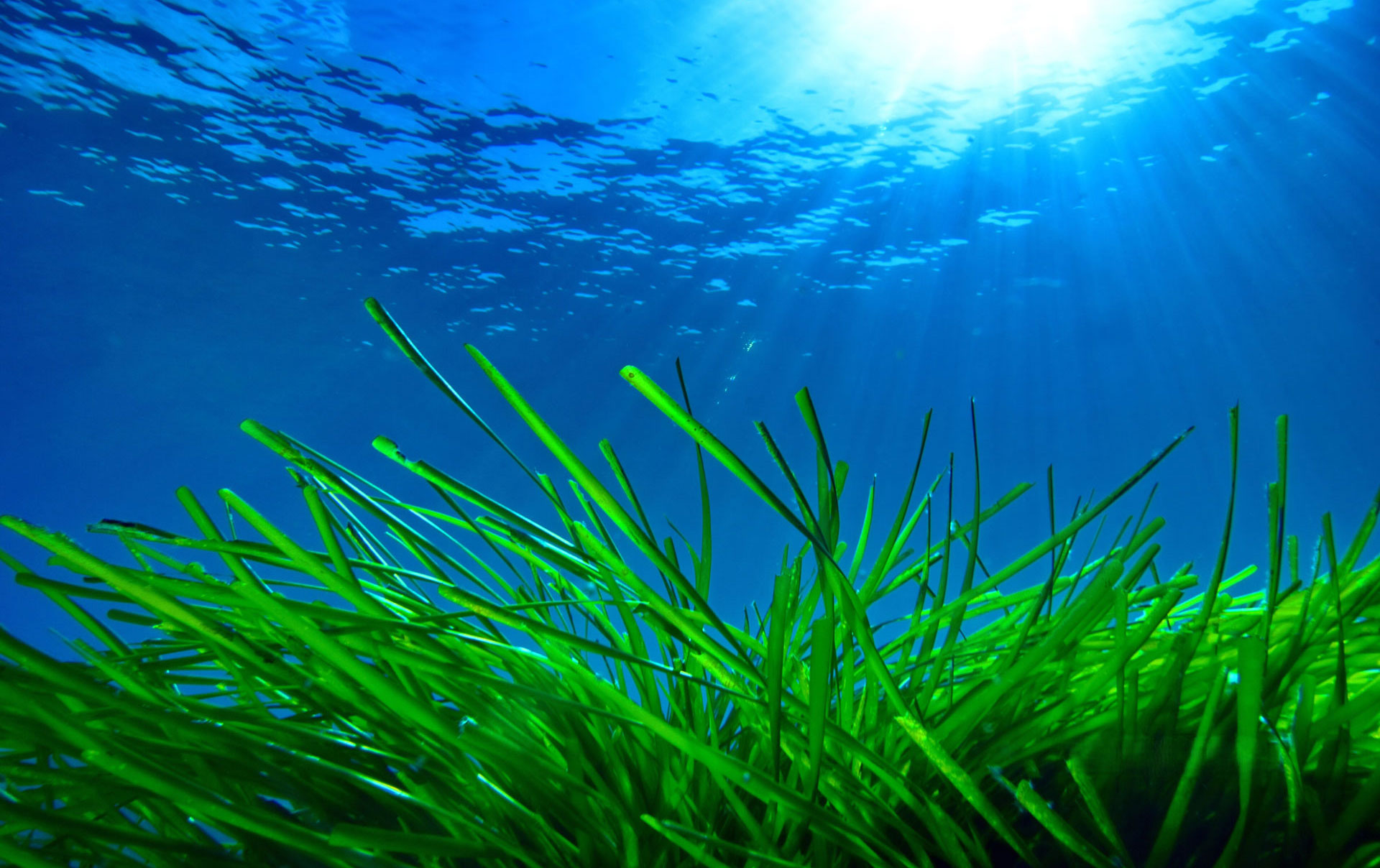 Posidonia