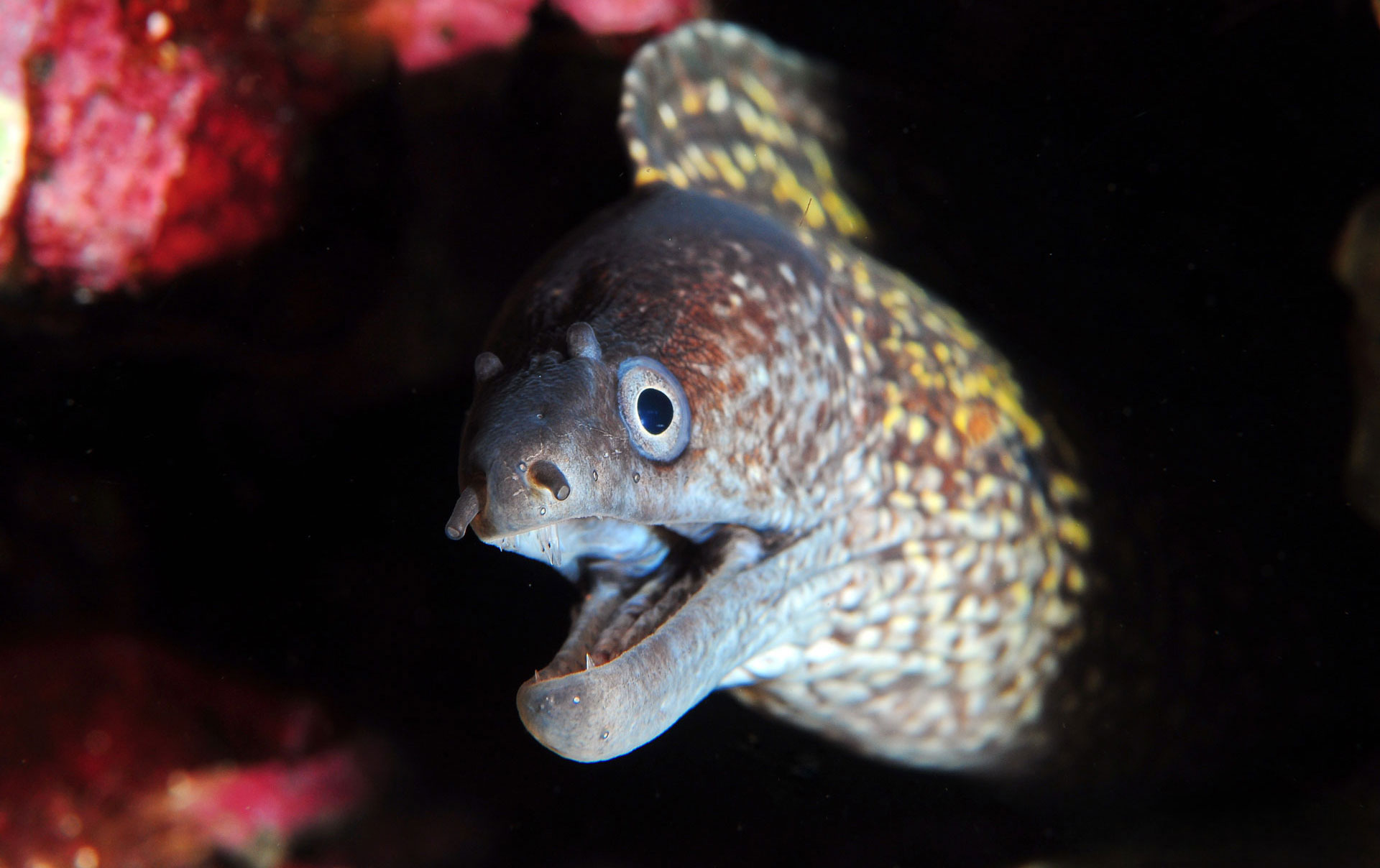 Murena
