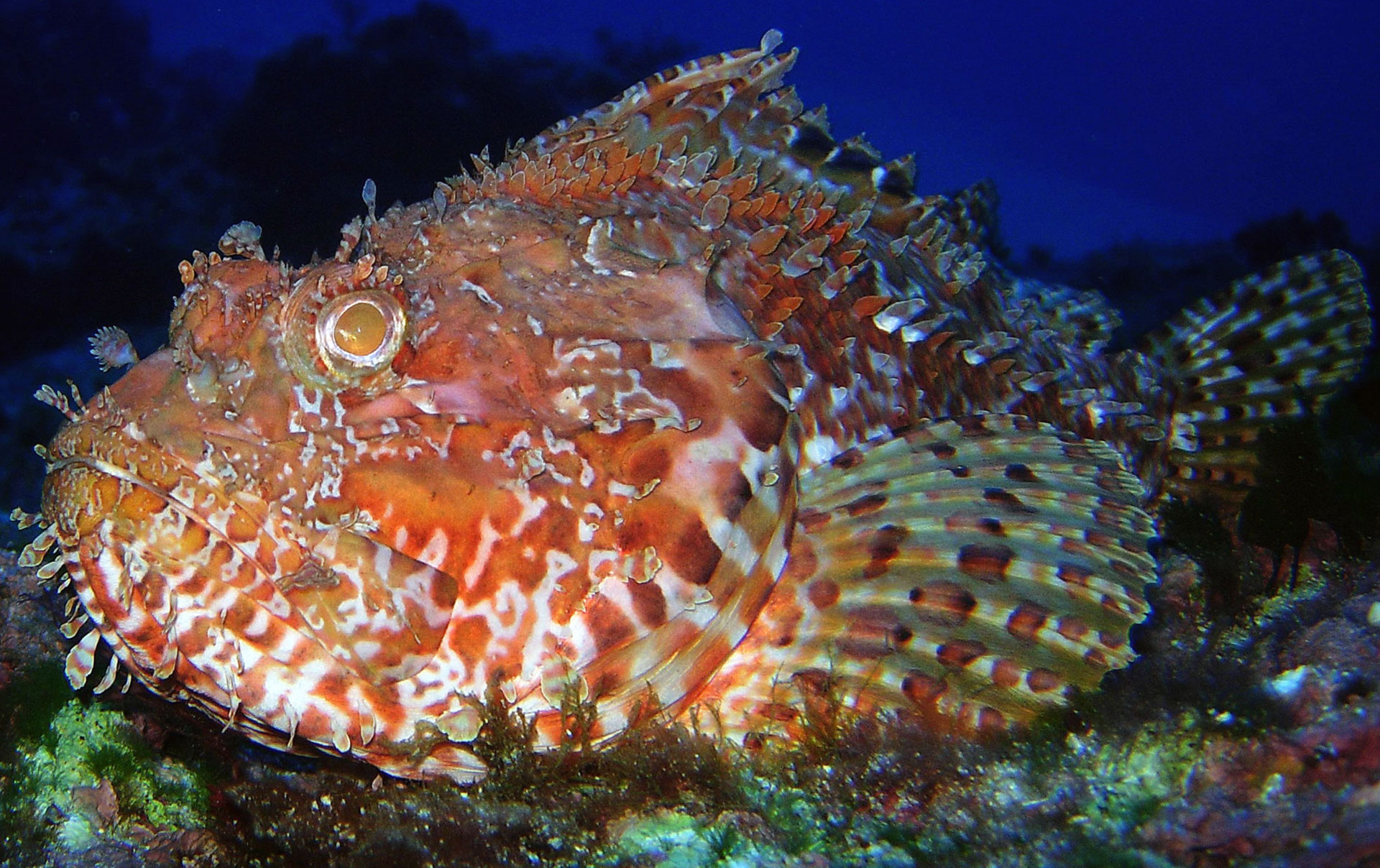 Scorfano Rosso
