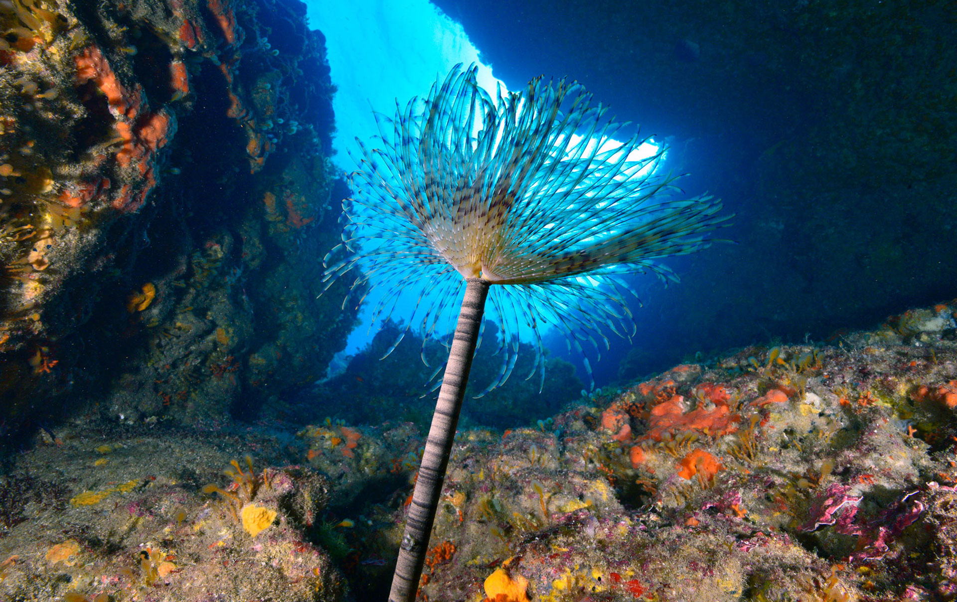 Spirografo