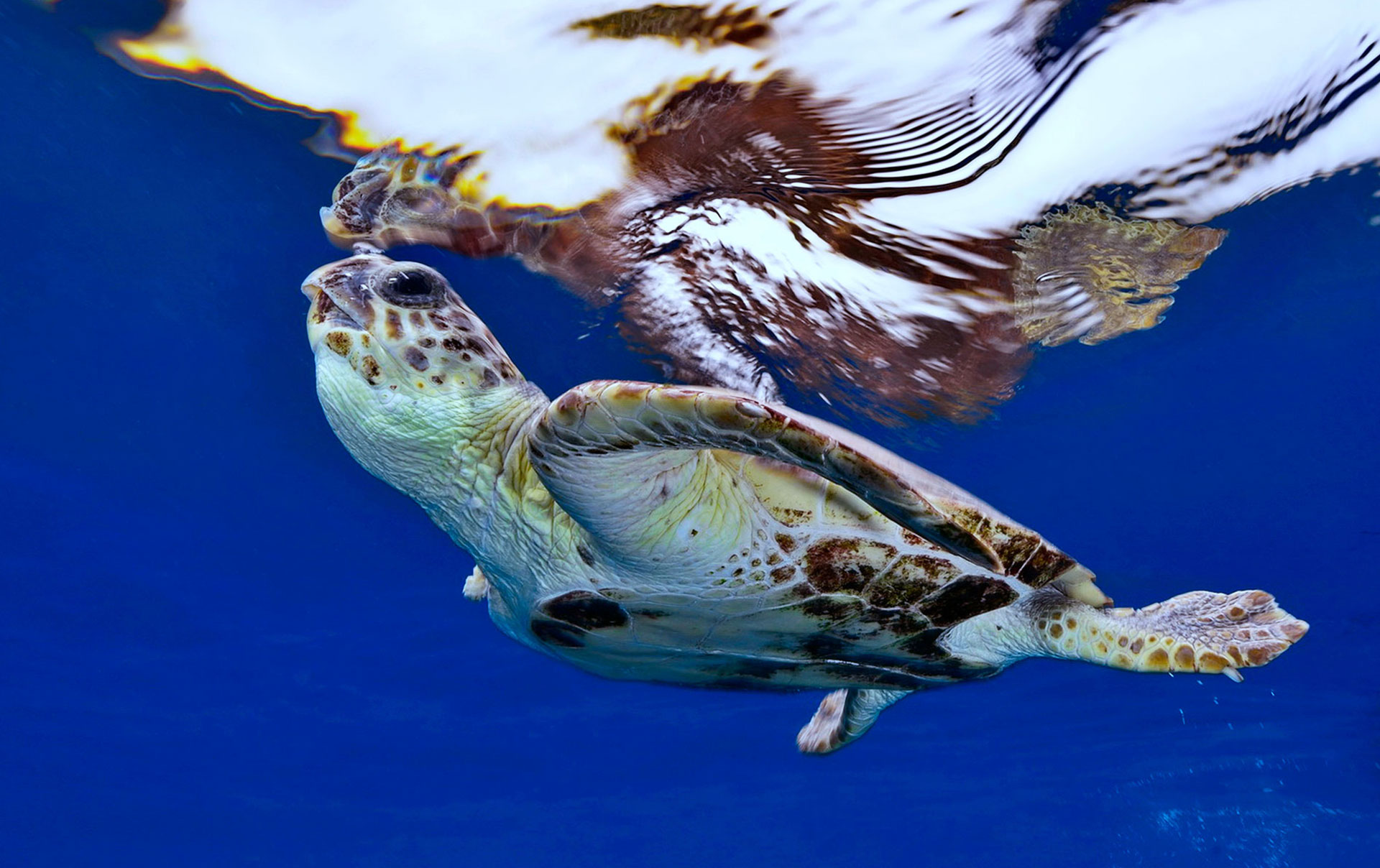 Tartaruga Caretta