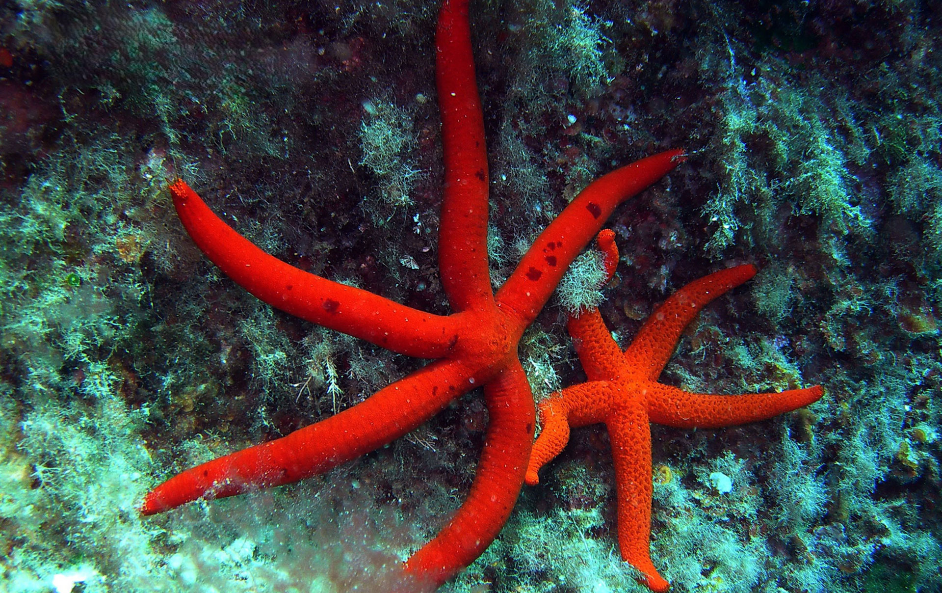 Stella Marina 