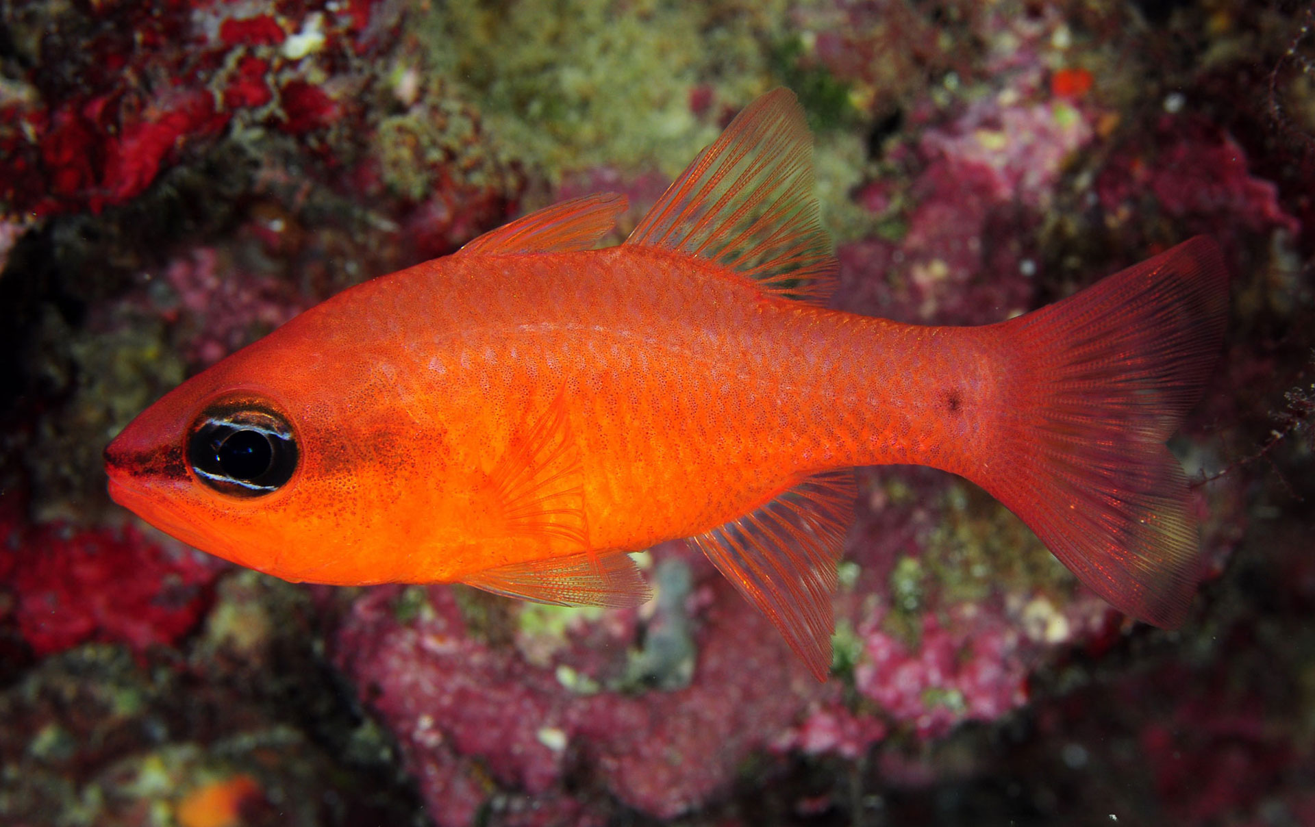Pesce Cardinale