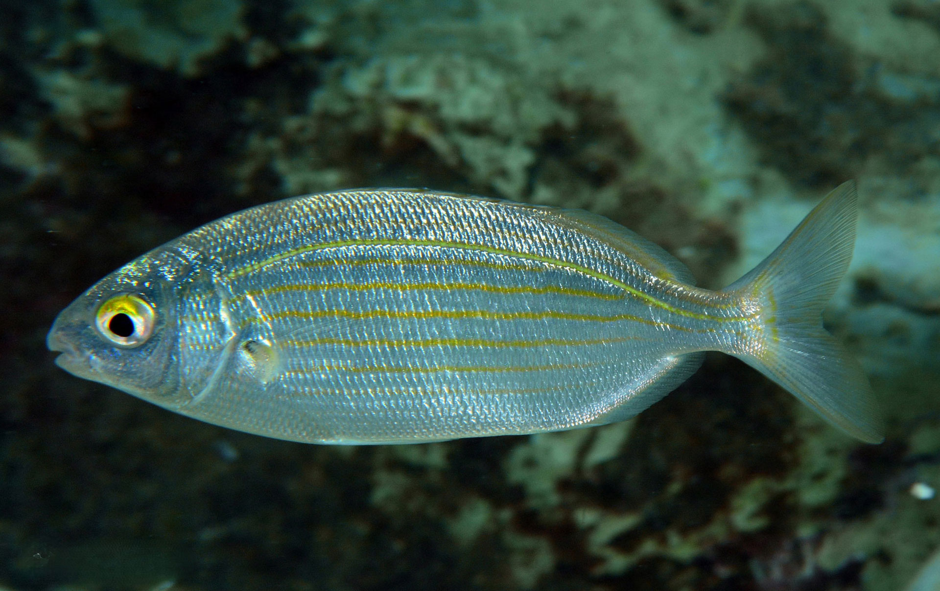 Sarpa Salpa