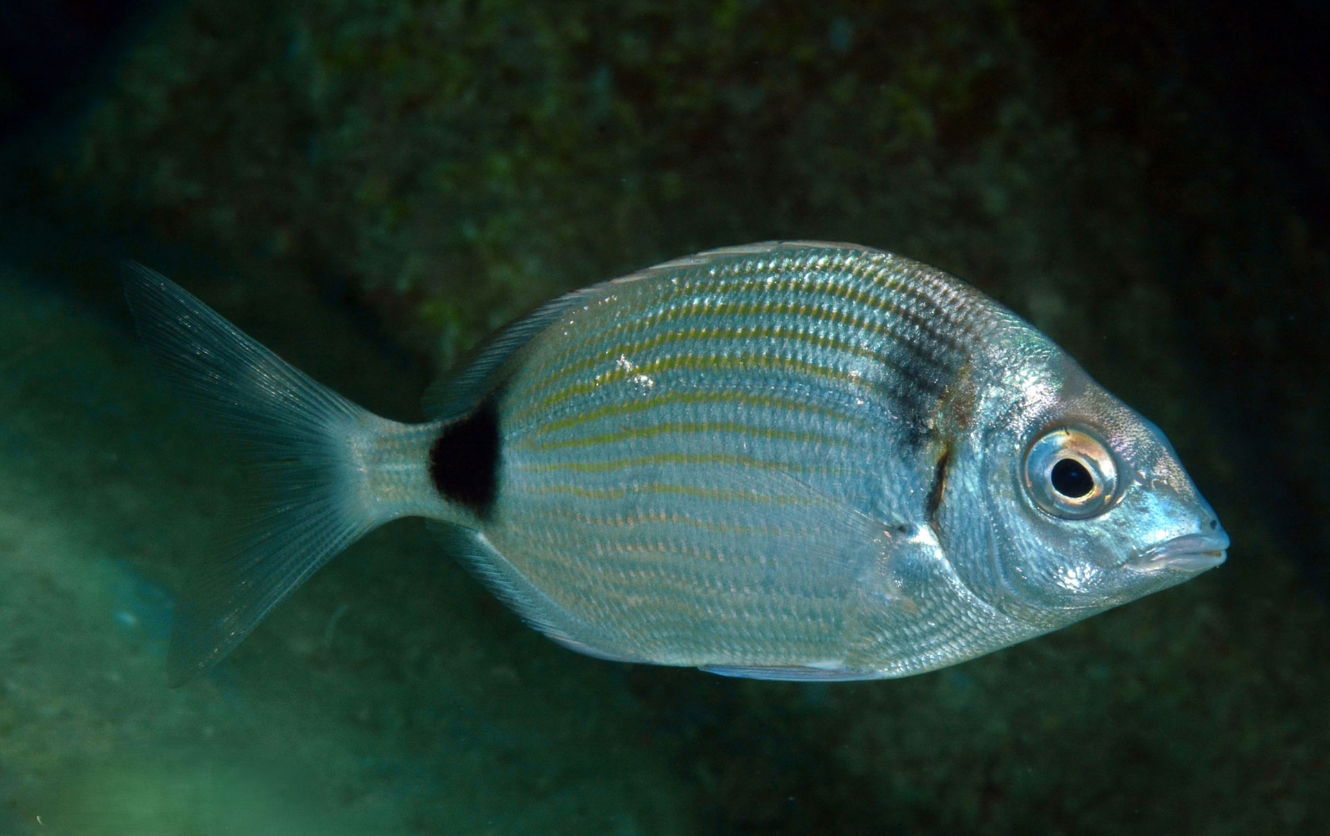 Sarago Fasciato 