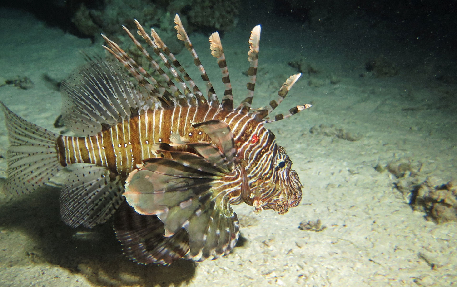 Pesce Scorpione 