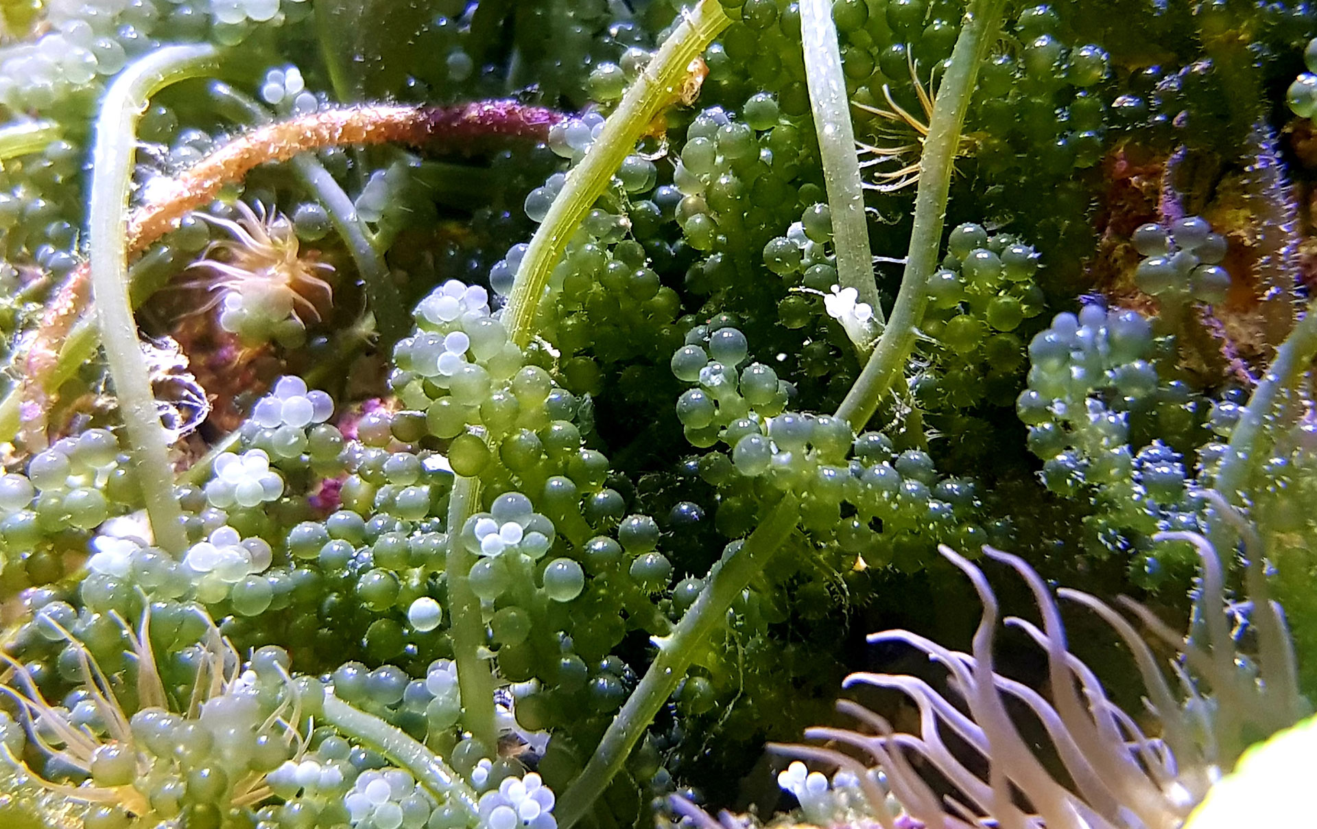 Caulerpa cylindracea