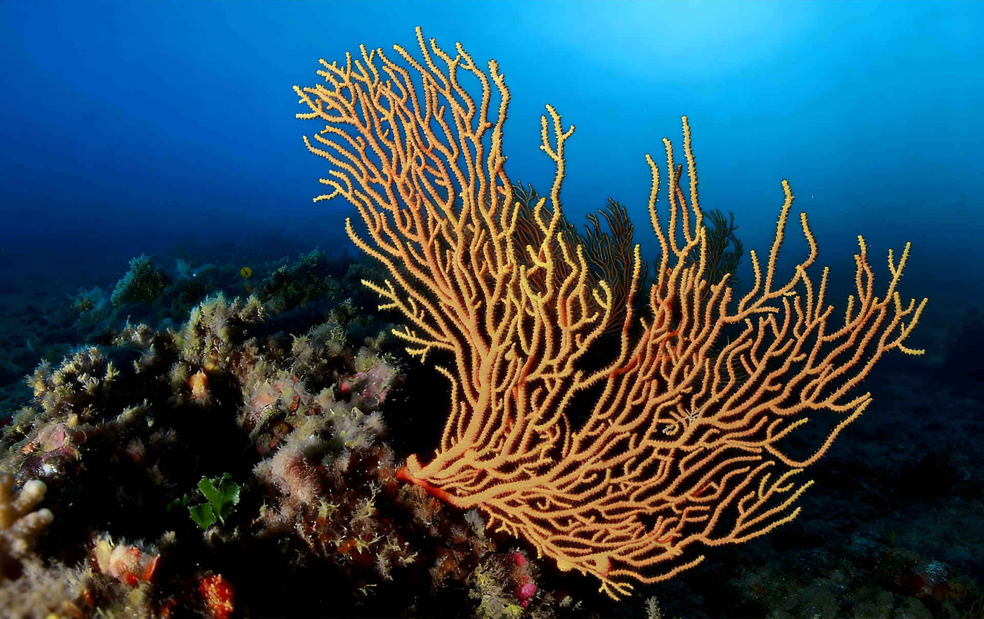Eunicella Gialla 