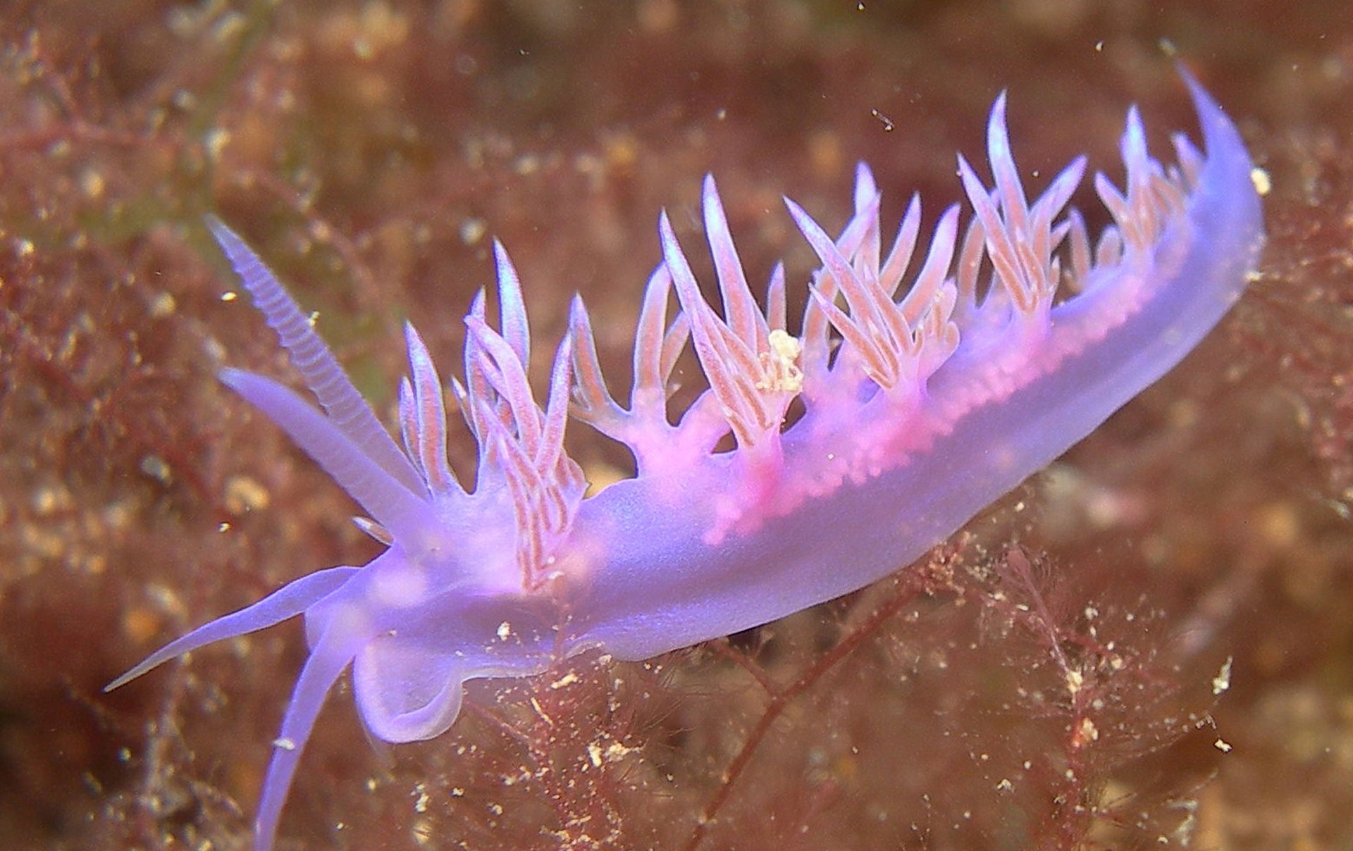 Flabellina 