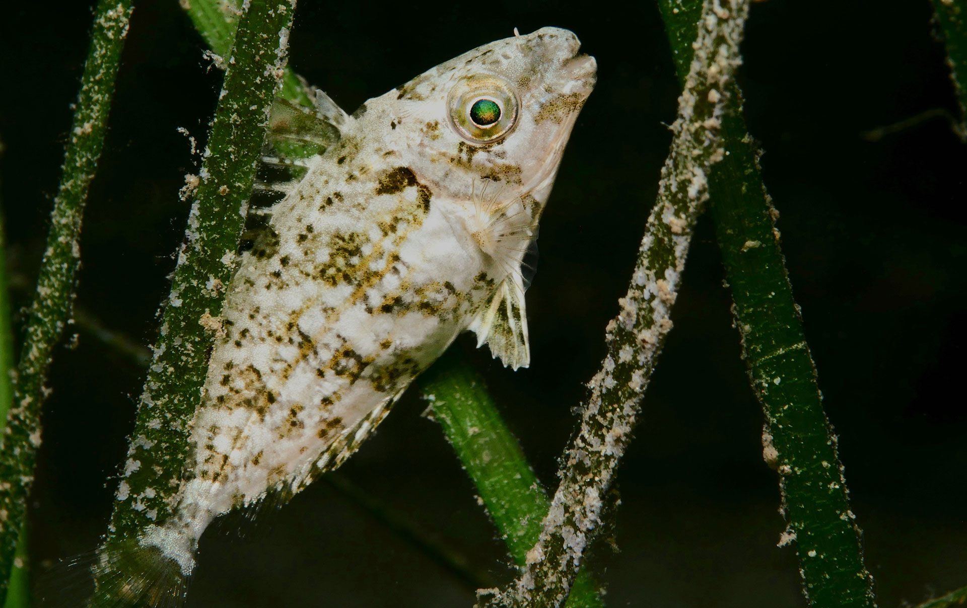 Pesce Coniglio